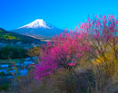20260411-fujiyoshidashi_ooasumi3093m
