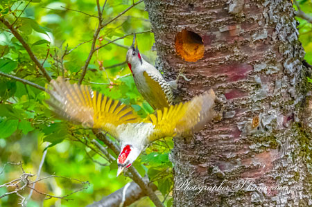 20260417-nogawa02964