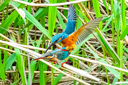 20260418-nogawa03322