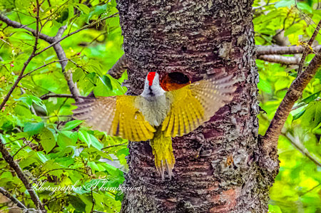 20260418-nogawa03476