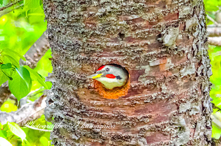 20260418-nogawa03622