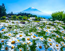 20260516-fujinomiyashi_shiraito01163m