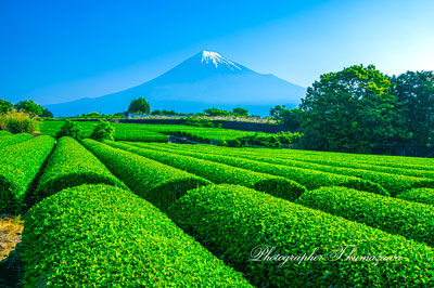 20260516-fujishi_iwamotoyama3336