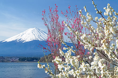 20130414-kawaguchiko2130