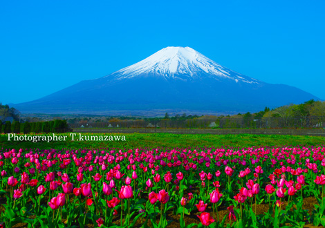 20160501-hananomiyako024k