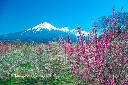 20180325-fujinomiya016