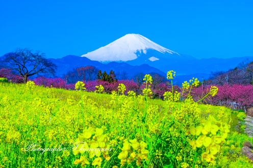 20190309-shinokubo9755
