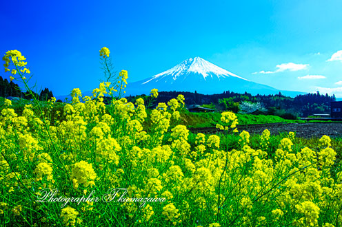 20220409-fujinomiya_hanno2435