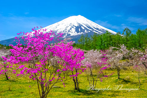 20220423-fujikawaguchiko2517