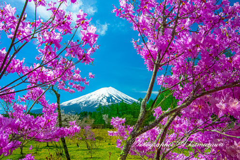 20220423-fujikawaguchiko252