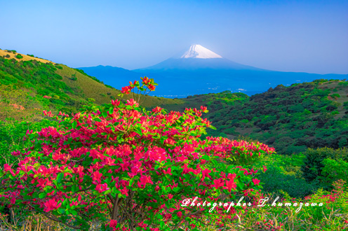 20230517-izu_korogake0509