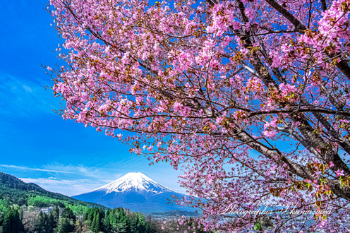 20240420-fujiyoshidashi_asumi8164