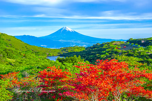 20240515-izu_kurotake3893