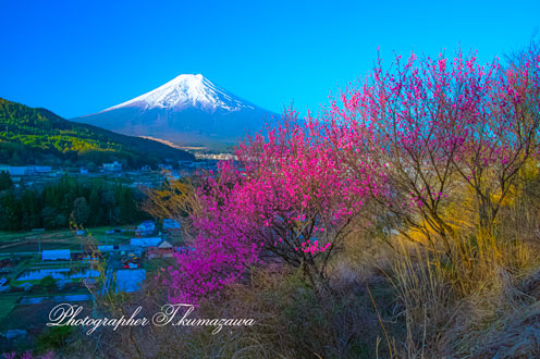 20260411-fujiyoshidashi_ooasumi3093