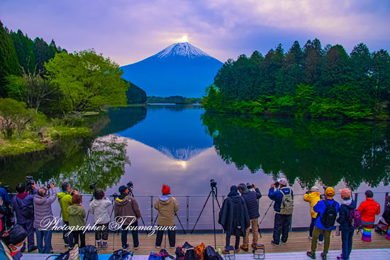 20260425-fujinomiyashi_tanukiko3157