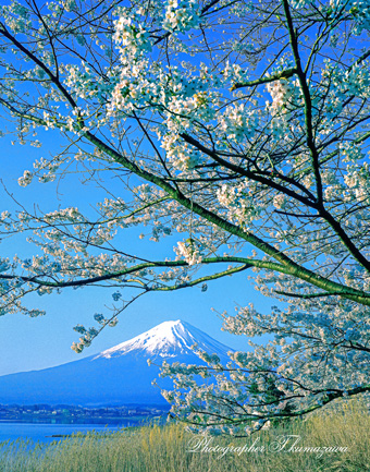 19970413-kawaguchiko45135