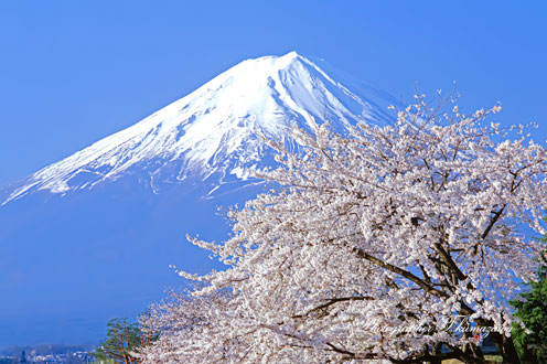 19970413-kawaguchiko45402
