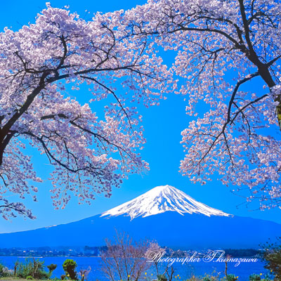 20010415-kawaguchiko6684