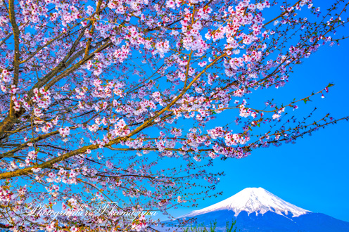 20170430-oshino036k3