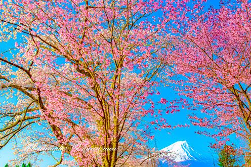 20180408-kawaguchiko017
