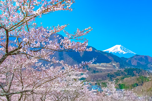 20190406-oiseyama0131