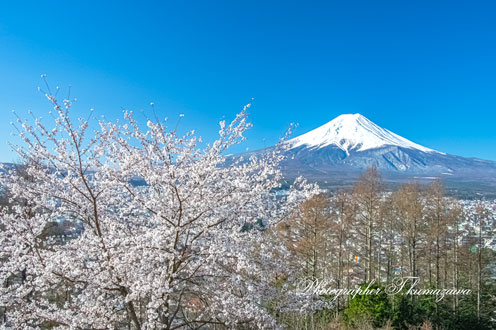 20190413-arakura0359