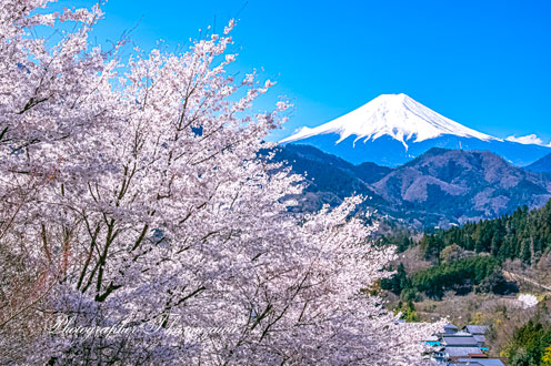 20190413-otsukishi_magi0553