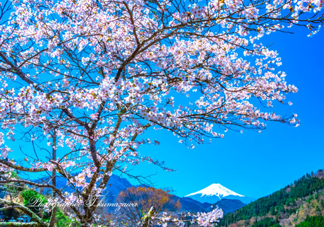 20190413-otsukishi_maki0569