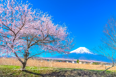 20260411-oshinomura018691